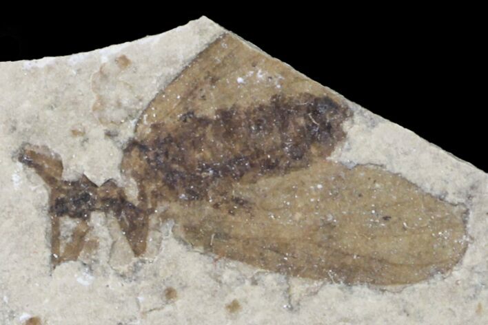 Fossil March Fly (Plecia) - Green River Formation #154529